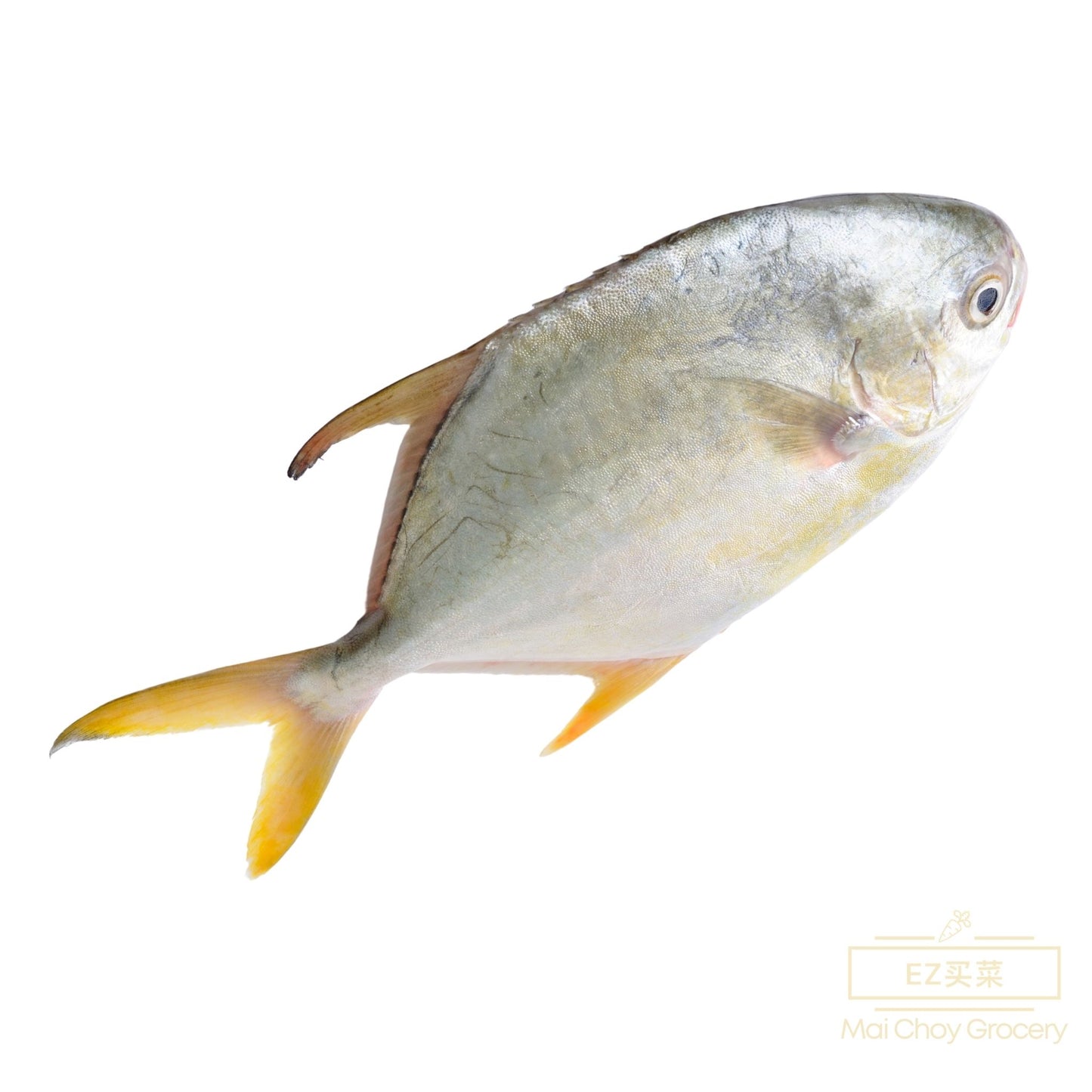 Whole Round Butterfish 大肉昌鱼 (1.9-2.10 LBS/磅)