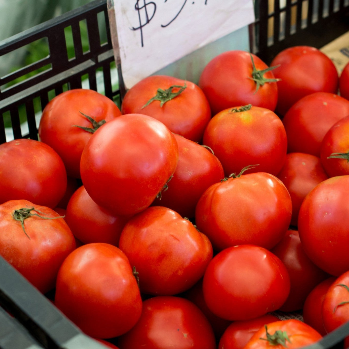 Tomatoes 番茄 🍅 (~2 LBS)