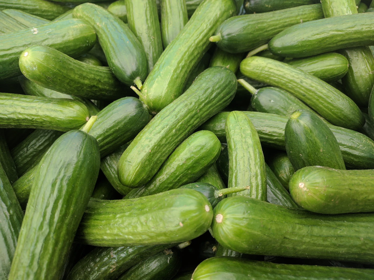 Persian Cucumbers 波斯小青瓜 (2 LB)