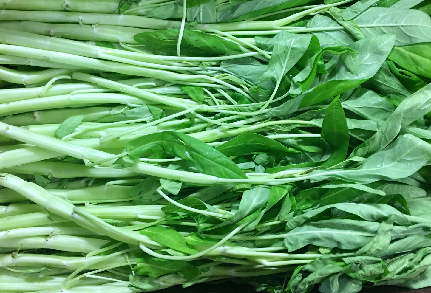 136)Water Ong Choy/Water Spinach 水空心菜 (2 LB/磅)